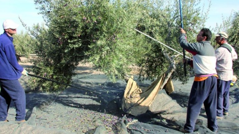 Confederación alivia la sequía con un nuevo desembalse para el olivar