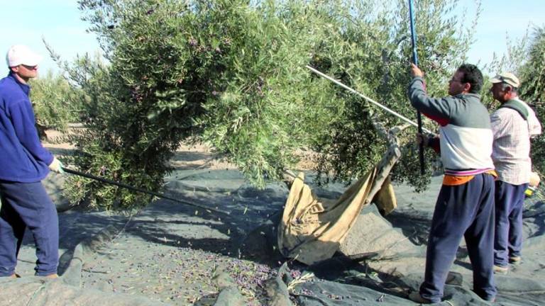 Confederación alivia la sequía con un nuevo desembalse para el olivar Confederación alivia la sequía con un nuevo desembalse para el olivar