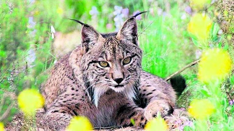 El lince ibérico, protagonista en “Crónicas”.