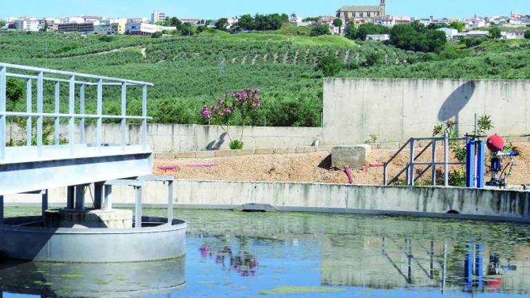 Solicitud de riego extraordinario para cerca de 10.000 hectáreas de olivar Solicitud de riego extraordinario para cerca de 10.000 hectáreas de olivar