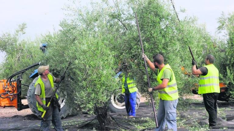 Agricultura inicia el pago de 415,5 millones de euros de ayudas de la PAC Agricultura inicia el pago de 415,5 millones de euros de ayudas de la PAC