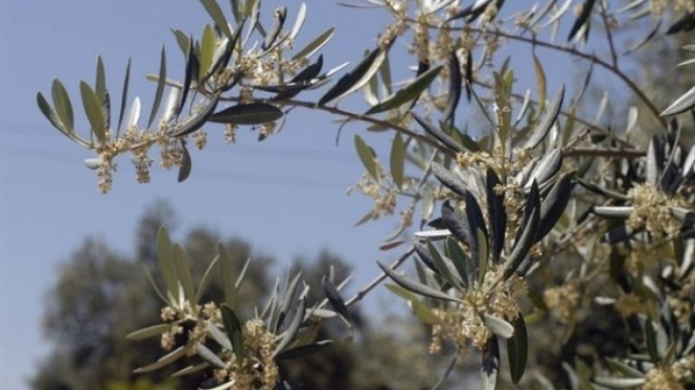 El polen del olivo llega a nivel alto por primera vez esta temporada
