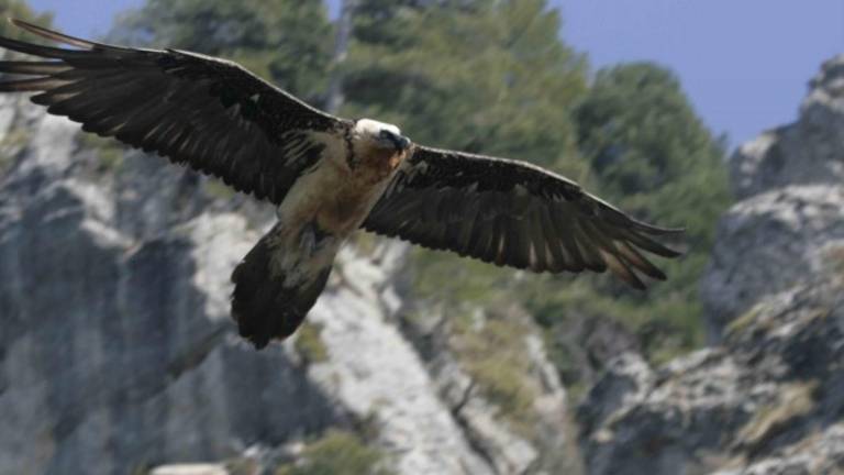 Suspendida una suelta de quebrantahuesos al sufrir un percance Suspendida una suelta de quebrantahuesos al sufrir un percance