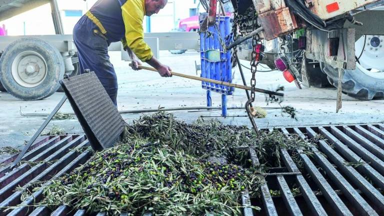 Italia calcula solo 185.000 toneladas, por lo que ha de comprar mucho aceite Italia calcula solo 185.000 toneladas, por lo que ha de comprar mucho aceite
