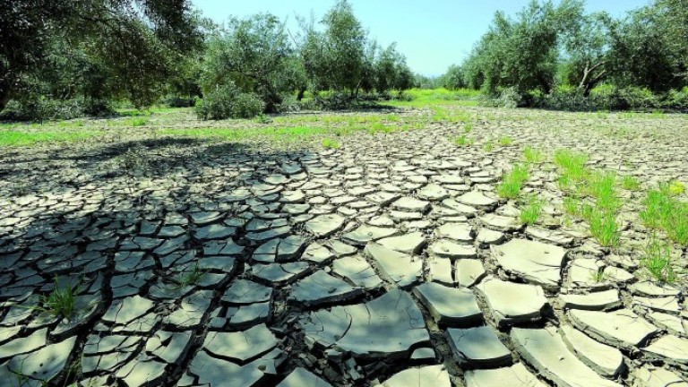 UPA califica la sequía de “histórica” y pide al Gobierno que actúe