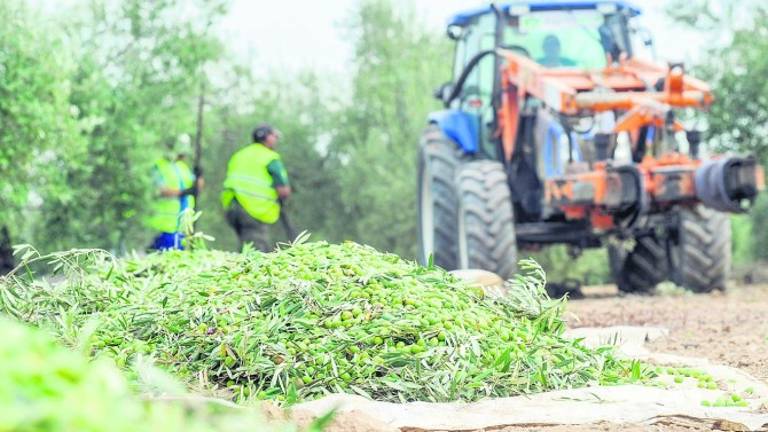 Oleada de robos de aceituna en La Loma