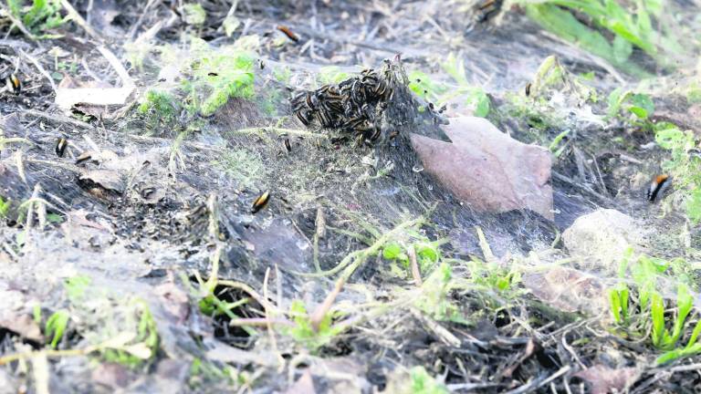 Alarma por la acumulación de orugas en calles y zonas verdes Alarma por la acumulación de orugas en calles y zonas verdes