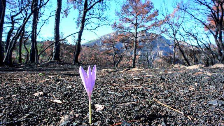 El 86% de los 165 incendios se quedan en meros conatos El 86% de los 165 incendios se quedan en meros conatos