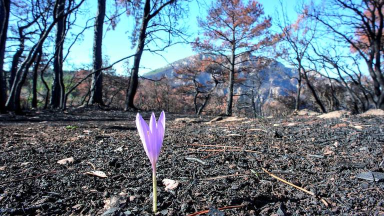 El 86% de los 165 incendios se quedan en meros conatos