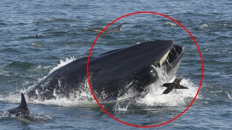 Un buzo acaba en las fauces de una ballena y luego lo expulsa vivo