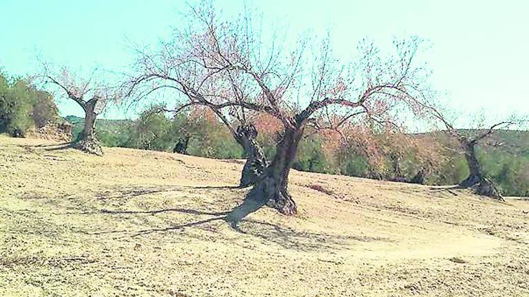 El fantasma de la sequía da un duro golpe a la agricultura El fantasma de la sequía da un duro golpe a la agricultura