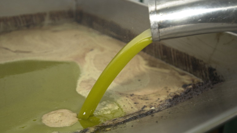 La producción de aceite de oliva alcanzó esta campaña la cifra de 1,28 millones de toneladas en España