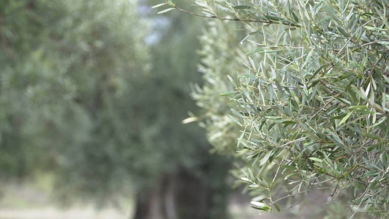 Reunión para analizar la situación por la Xylella fastidiosa