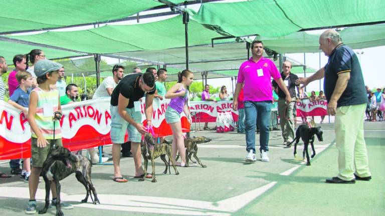 El galgo español, protagonista de un campeonato morfológico El galgo español, protagonista de un campeonato morfológico