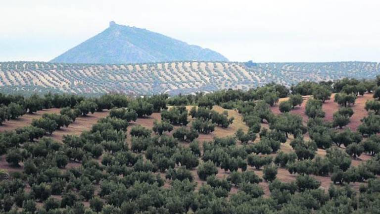 Olivar como impronta en el alma Olivar como impronta en el alma