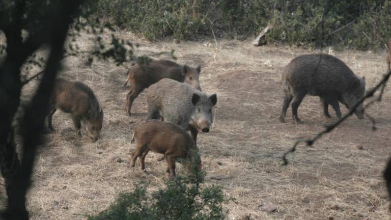 El jabalí, la especie que predomina en la provincia El jabalí, la especie que predomina en la provincia