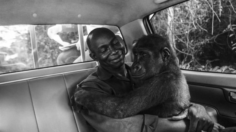 El rescate de la gorila Pikin, mejor fotografía del año