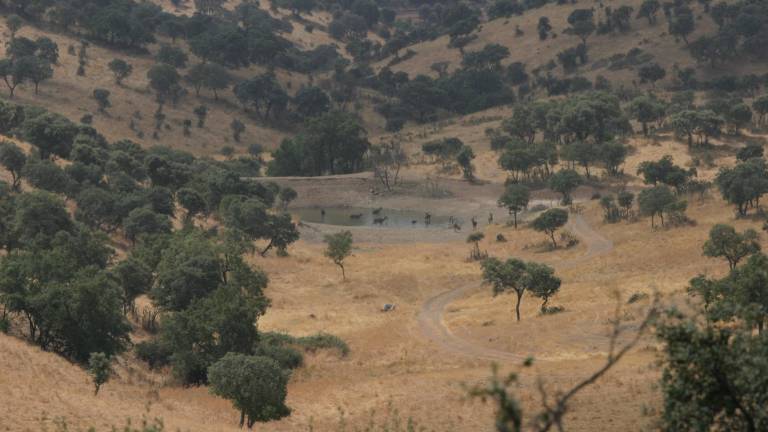 Estabilizado un incendio forestal en una finca de Aldeaquemada