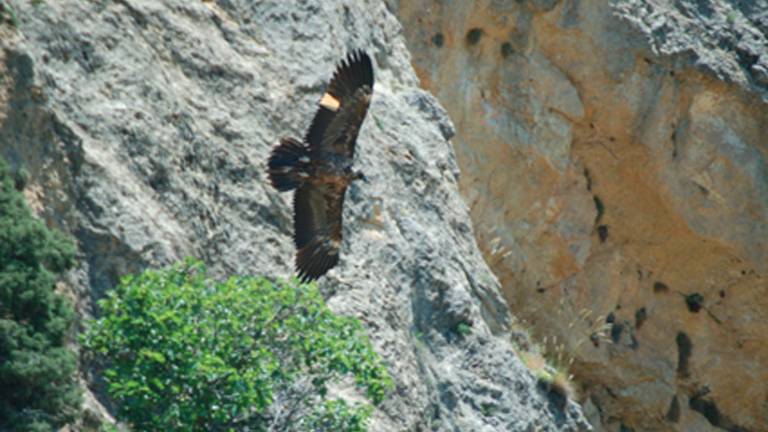 Nace en la Sierra de Cazorla el segundo pollo de quebrantahuesos