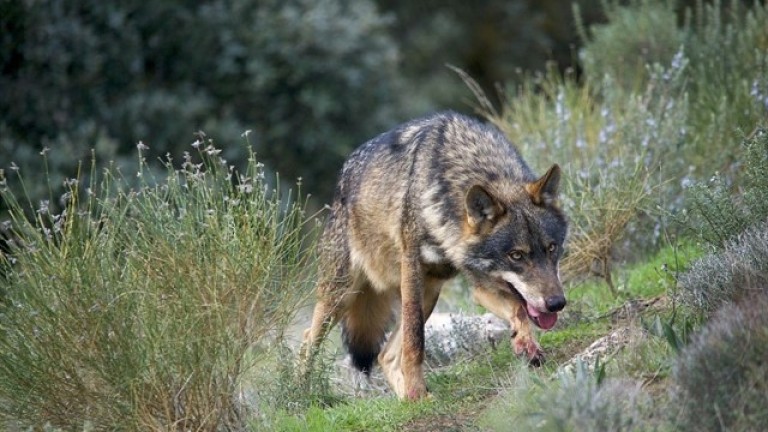 El lobo ibérico, llevado a la extinción en la provincia
