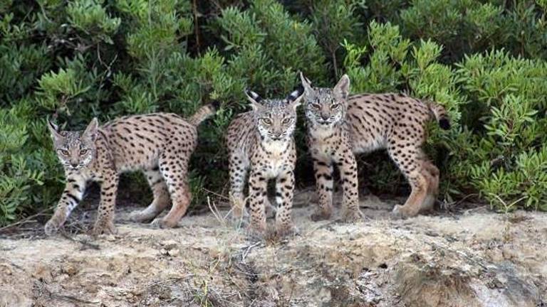 La población de lince ibérico se triplica en solo diez años La población de lince ibérico se triplica en solo diez años