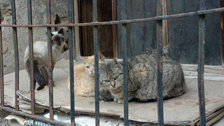 Juicio a dos personas acusadas de envenenar a ocho gatos de su vecina