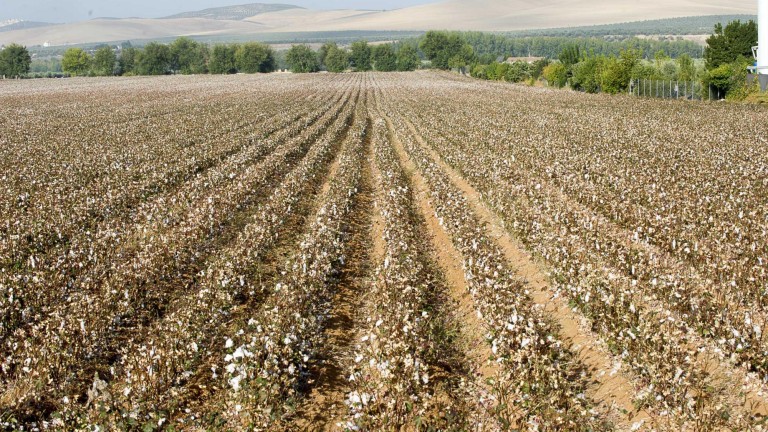 Campos blancos de algodón
