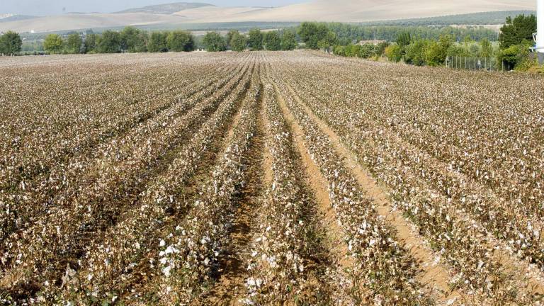 Campos blancos de algodón