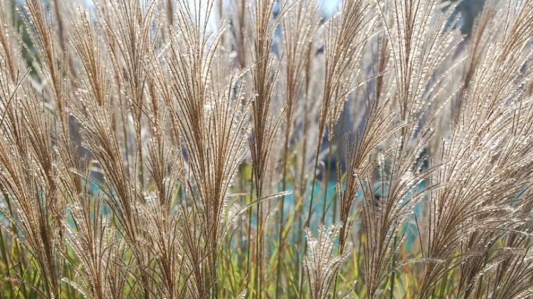 Los niveles de polen del olivo siguen a raya esta primavera Los niveles de polen del olivo siguen a raya esta primavera