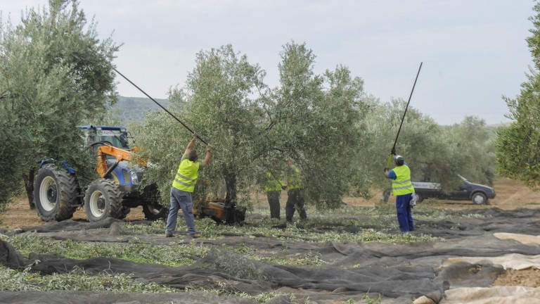 Los aceituneros se echan al olivar en busca de aceite