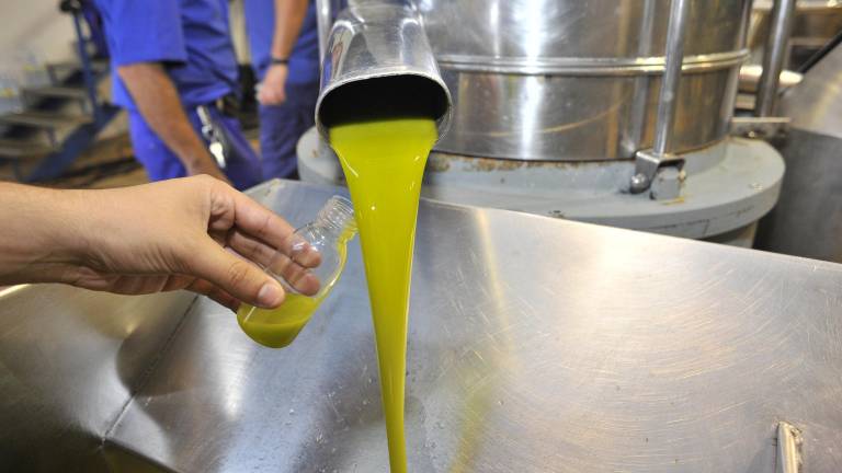 El aceite sube con fuerza por el retraso en la recolección El aceite sube con fuerza por el retraso en la recolección