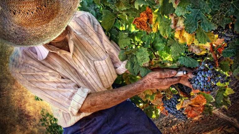 Ruta por los vinos y las bodegas de la serranía Ruta por los vinos y las bodegas de la serranía