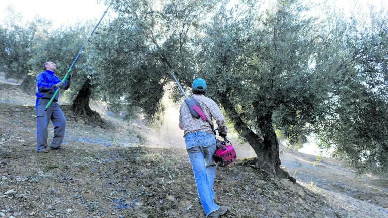 La sequía en el olivar marcará la campaña para Asaja y Coag