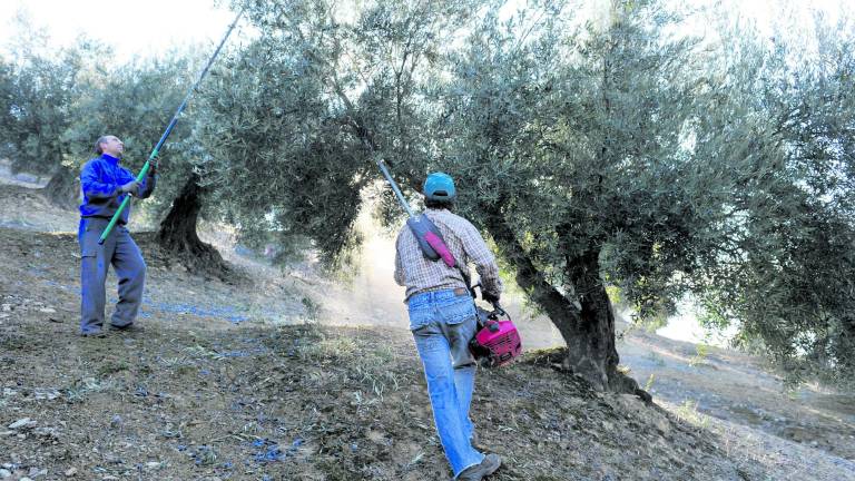 La sequía en el olivar marcará la campaña para Asaja y Coag La sequía en el olivar marcará la campaña para Asaja y Coag