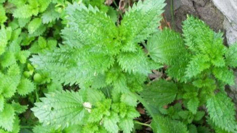 Los niveles de polen del olivo siguen a raya esta primavera Los niveles de polen del olivo siguen a raya esta primavera
