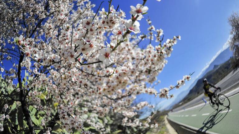 Aparece el octavo brote de la temida Xylella fastidiosa Aparece el octavo brote de la temida Xylella fastidiosa