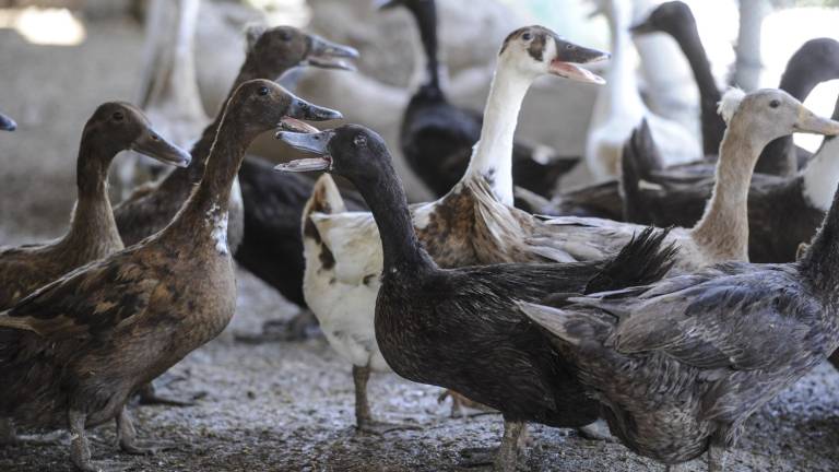 El feto de pato cocido es todo un manjar en las Filipinas