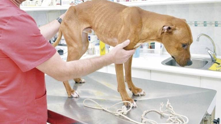 Detenidos dos hombres por intentar ahorcar a un perro Detenidos dos hombres por intentar ahorcar a un perro