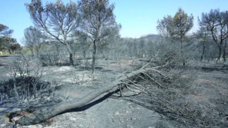 El mayor fuego sufrido en la provincia en lo que va de siglo