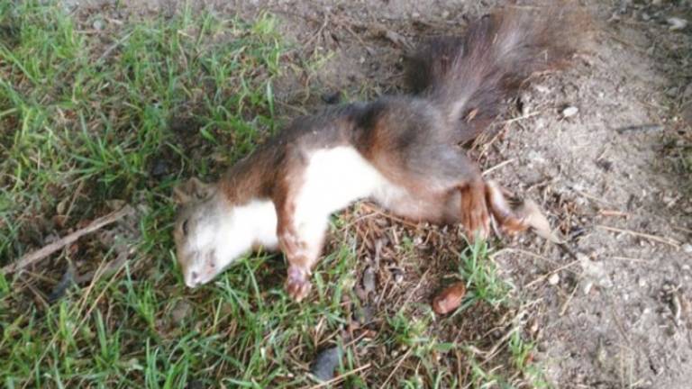 Usuarios denuncian animales envenenados en el “Seminario” Usuarios denuncian animales envenenados en el “Seminario”
