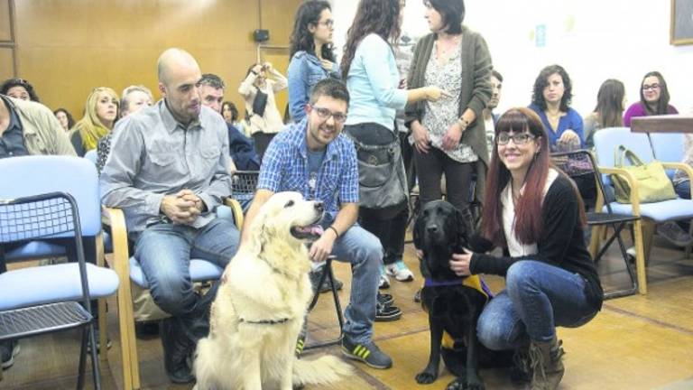 Beneficios en las terapias con los perros labradores Beneficios en las terapias con los perros labradores