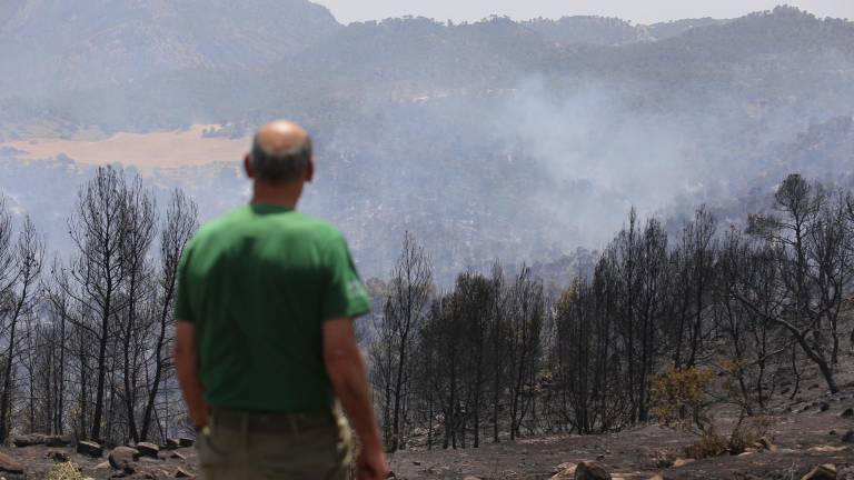 El pulmón verde de Quesada renace de sus propias cenizas El pulmón verde de Quesada renace de sus propias cenizas