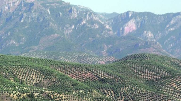 Un olivar que tiene miedo Un olivar que tiene miedo