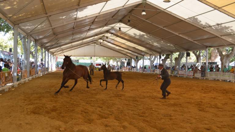 Final de “Anducab 2018”, con un gran nivel entre los participantes Final de “Anducab 2018”, con un gran nivel entre los participantes