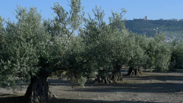 El 26 de noviembre podría pasar a ser el Día Internacional del Olivo