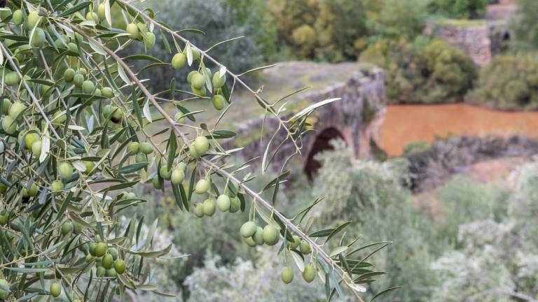 Aumenta el número de aceitunas y ventas, pero decrece el precio Aumenta el número de aceitunas y ventas, pero decrece el precio
