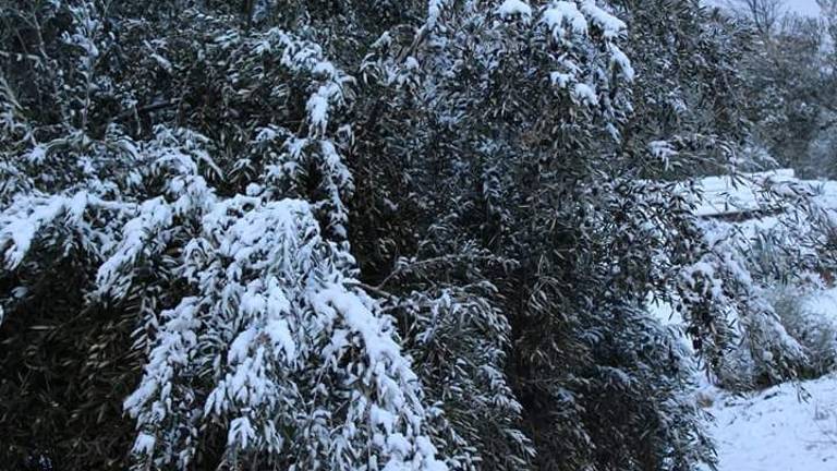 Todas las imágenes de la nieve en Jaén