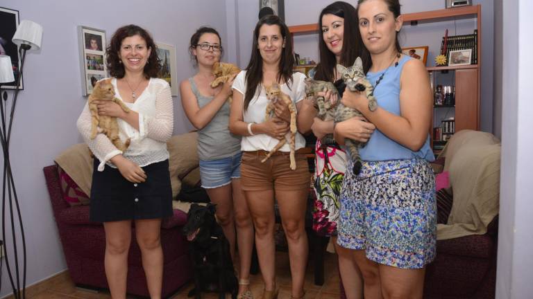 “Gatetes”, nueva protectora que vela por la salud gatuna “Gatetes”, nueva protectora que vela por la salud gatuna