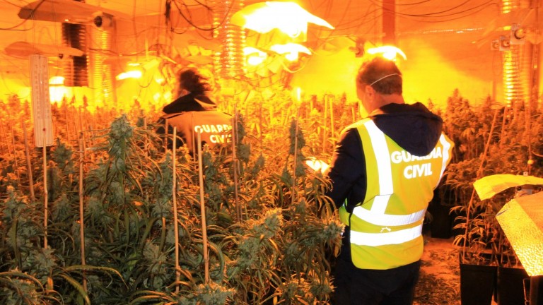 Un detenido y 2.000 plantas de marihuana intervenidas en Linares