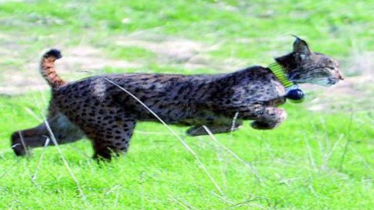 El lince abandona la situación “crítica”, pero sigue en peligro El lince abandona la situación “crítica”, pero sigue en peligro